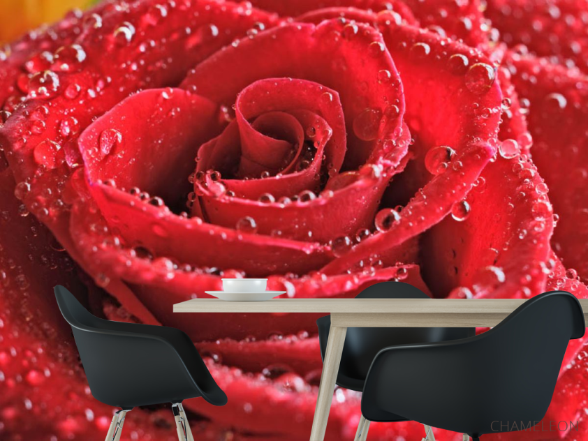 Фотошпалери Бутон червоної троянди - 1