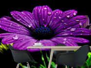 Фотошпалери Фіолетовий квітка - 1