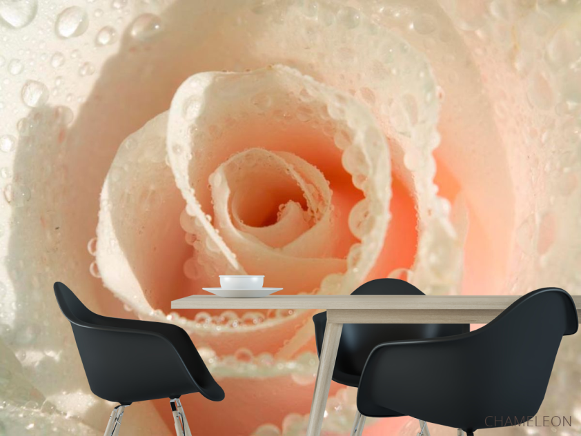 Фотошпалери Кремова троянда і роса - 1