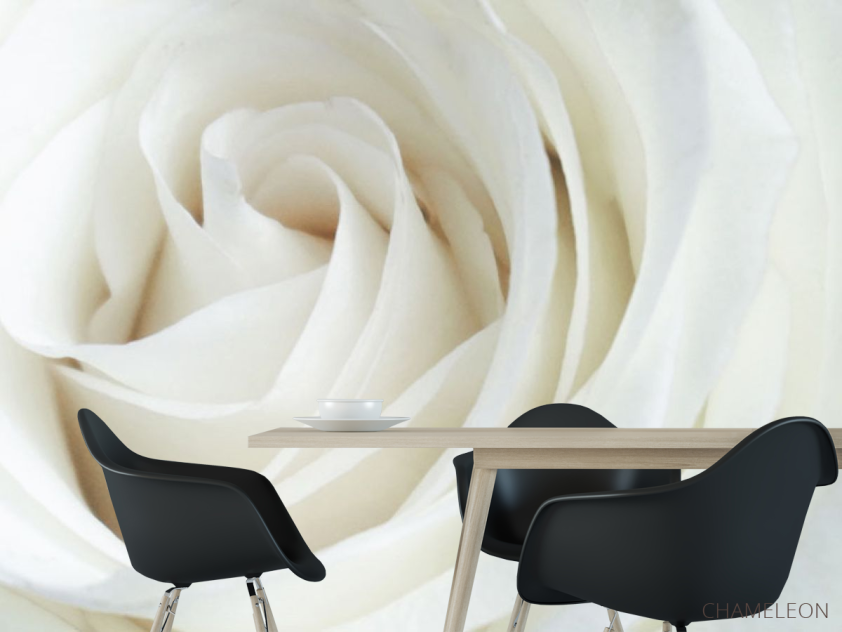 Фотошпалери Біла троянда - 1