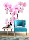 Фотообои Орхидеи бело-розовые - 4