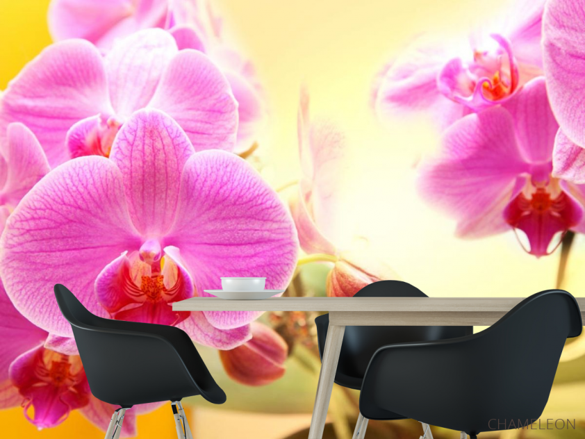 Фотошпалери рожеві орхідеї на жовтому фоні - 1