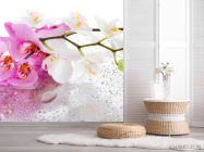 Фотошпалери Орхідеї рожеві і білі - 2
