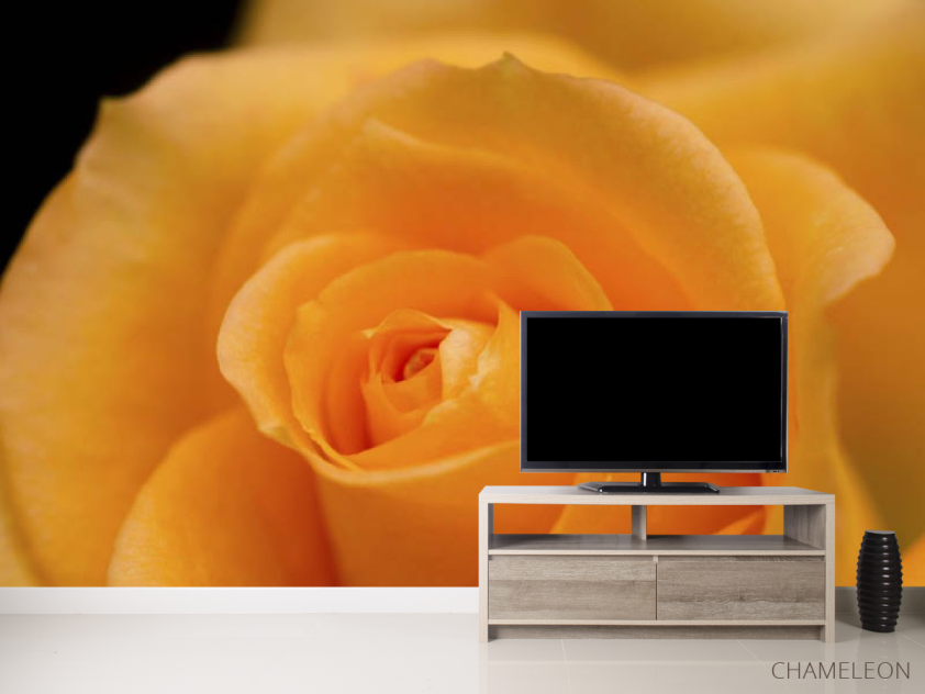 Фотообои оранжевая роза - 2