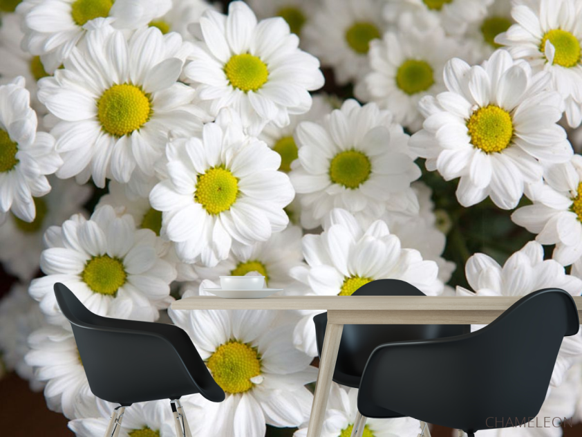 Фотошпалери Ромашки білі - 1