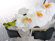 Фотошпалери Три білі орхідеї - 1