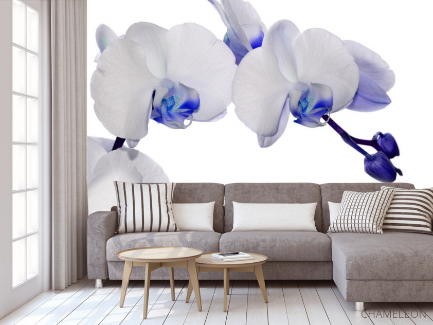Фотообои орхидеи белые с синим - 3