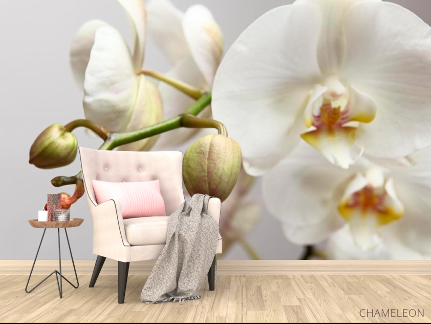 Фотообои Орхидея белоснежная - 4