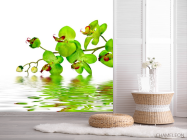 Фотошпалери Зелені орхідеї - 2