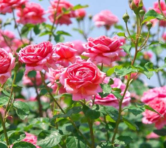 Фотообои кустарники роз Фотообои кустарники роз 21430