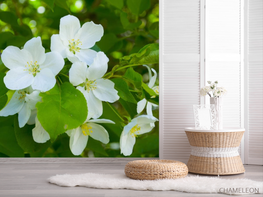 Фотошпалери Чубушник - 2