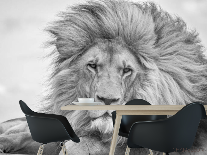 Фотошпалери лев - 1