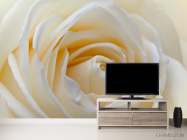 Фотообои Бледно-бежевая роза - 2