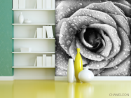 Фотообои Че6рно-белая роза - 3