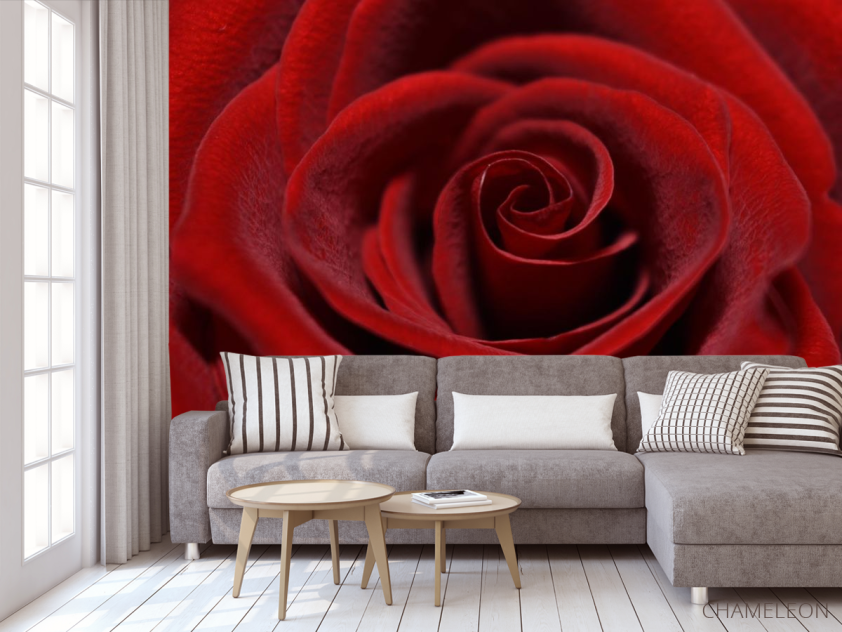 Фотообои красная бархатная роза - 3
