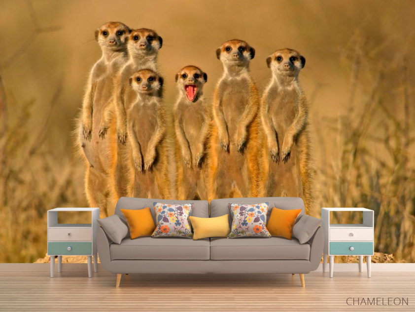 Фотообои Сурикаты - 1