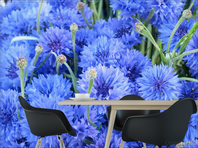 Фотошпалери Блакитні волошки - 1