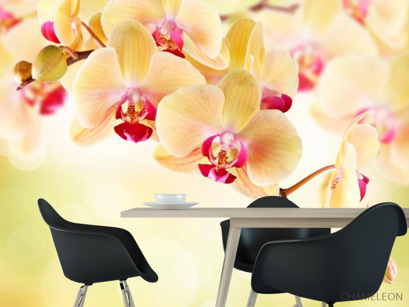 Фотообои Орхидея кремовая - 1