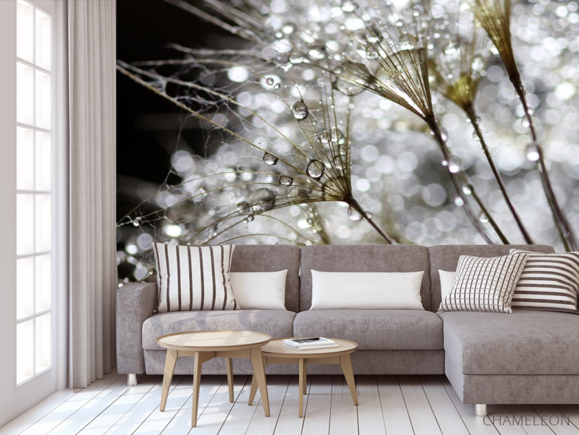 Фотообои белый одуванчик с росой - 3