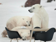 Фотошпалери Сім'я білих ведмедів - 1
