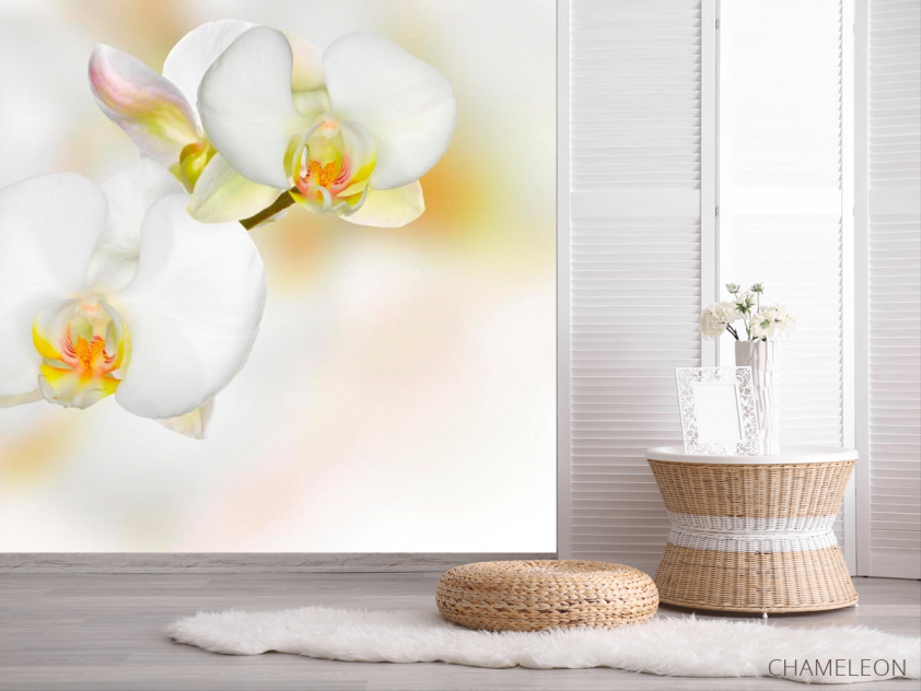 Фотошпалери Орхідеї білі з жовтим - 2