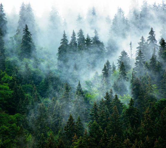 Фотообои лес в тумане 27965