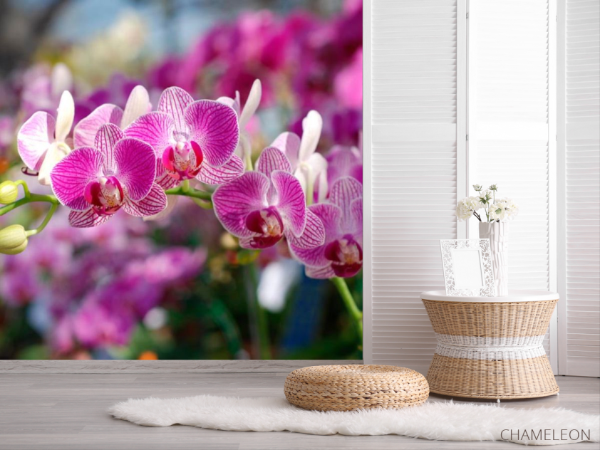 Фотошпалери Рожеві орхідеї цвітуть - 2