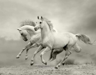 Фотообои Животные