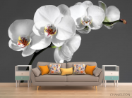 Фотообои белая орхидея на сером фоне - 1