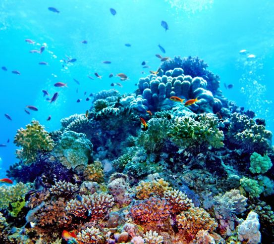 Фотошпалери Корали на дні моря 20613