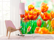Фотообои Красно-желтые тюльпаны - 4