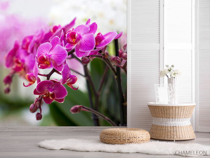 Фотообои Орхидеи соцветие - 2