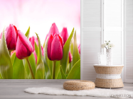 Фотошпалери Рожево-малинові тюльпани - 2