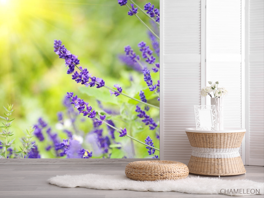 Фотошпалери сині польові квіти - 2