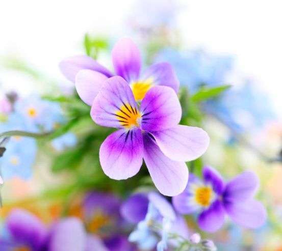 Фотообои Сиреневые анютины глазки Фотообои Сиреневые анютины глазки 3311