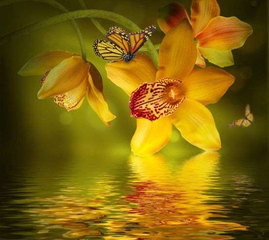 Фотообои Орхидеи с бабочками Фотообои Орхидеи с бабочками 23311