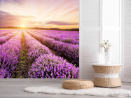 Фотошпалери Захід у лавандовом полі - 2