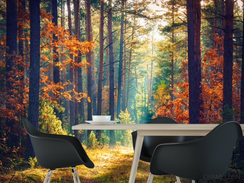 Фотошпалери вересневий ліс - 1