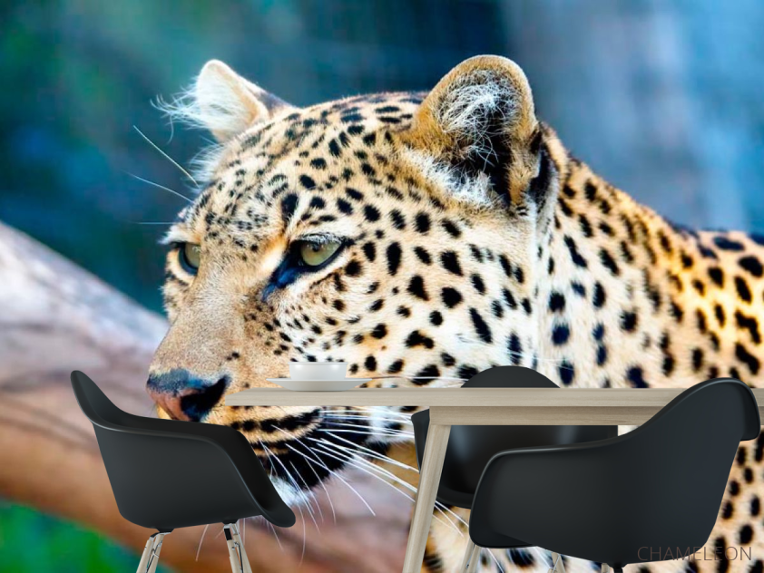 Фотошпалери Гордий гепард - 1