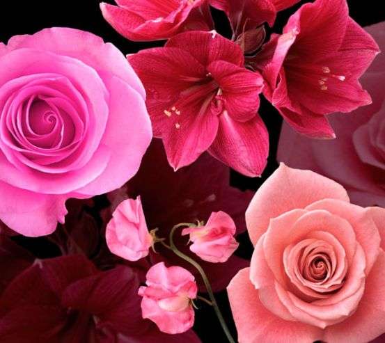 Фотообои 3D розы 16602