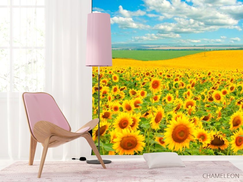 Фотошпалери Поле, засіяне соняшниками - 4