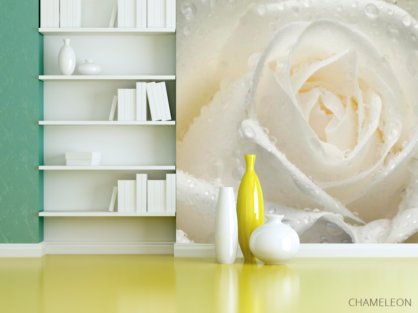 Фотошпалери Біла троянда крупним планом - 3