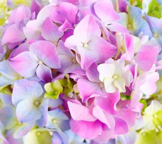 Фотообои Растровые цветы Фотообои Растровые цветы 4091