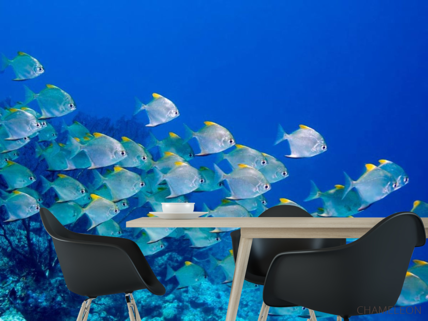 Фотошпалери Зграя риб - 1