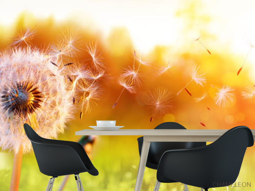 Фотошпалери кульбаба в полі - 1