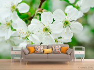 Фотообои Черешня цветет - 1