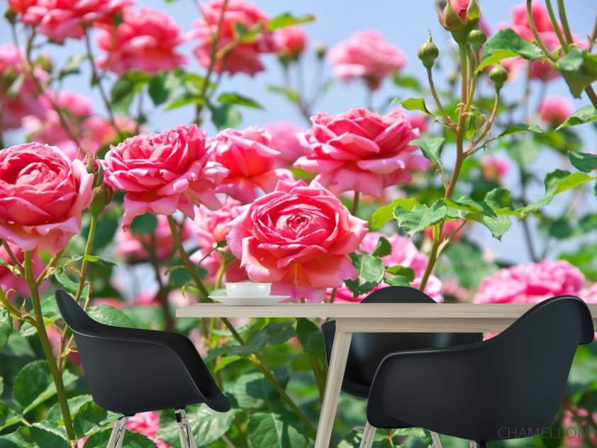 Фотошпалери кущі троянд - 1