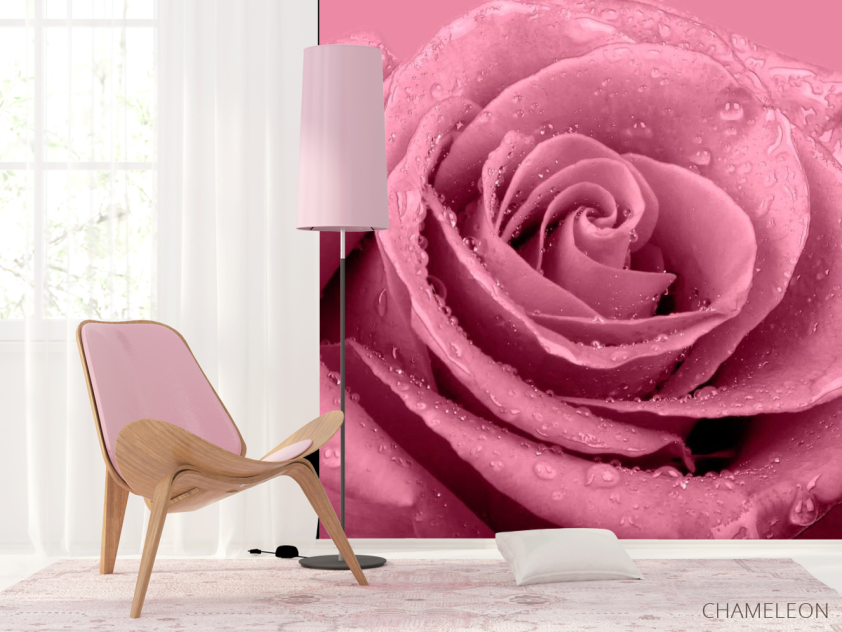 Фотошпалери Макро-зйомка троянди - 4