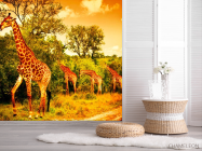 Фотошпалери Жирафи на пасовищі - 2