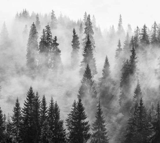 Фотошпалери туманні ялини 29768